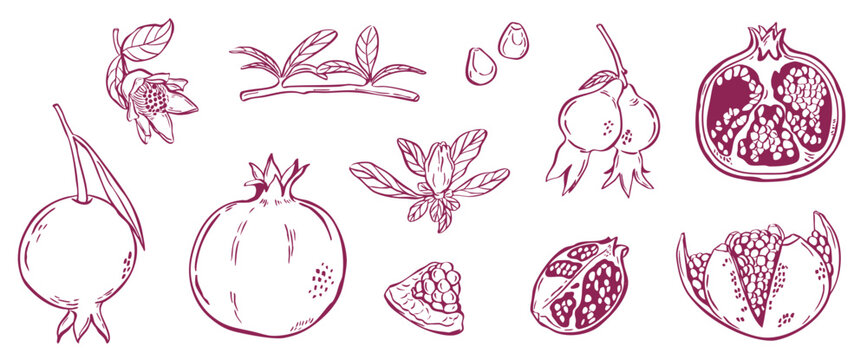 pomegranate fruit sketch hand drawn - vector illustration line art collection set