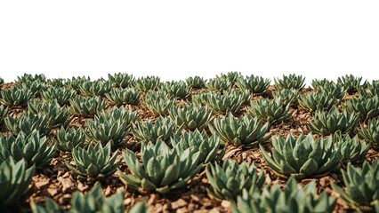 Fototapeta premium Agave succulent garden on dry soil with mulch and white background, droughttolerant landscape design trend