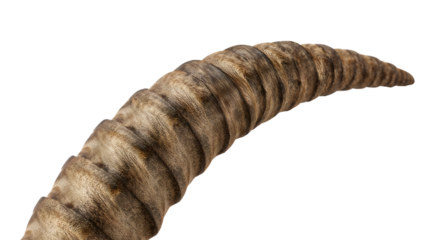 Curved ram horn closeup isolated on white showing detailed texture and natural animal pattern for wildlife and nature design