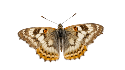 Detailed closeup of a brown and orange butterfly with spread wings on the transparent background highlighting wing patterns
