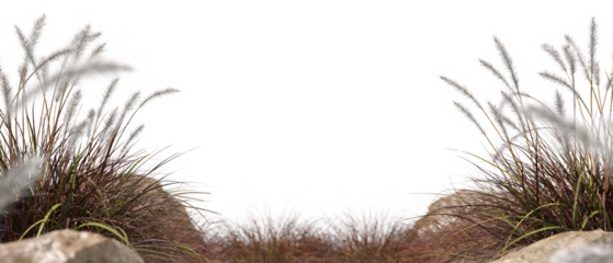 Savanna feathers floral grass fields on transparent backgrounds 3d illustrations png