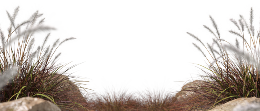 Savanna feathers floral grass fields on transparent backgrounds 3d illustrations png