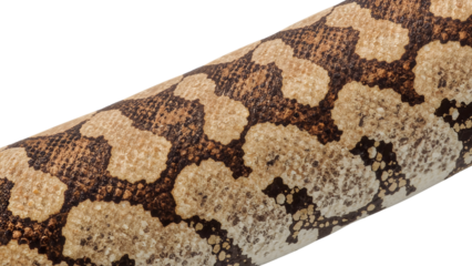 Closeup of python snake scales showing natural brown and tan pattern on the transparent background for reptile texture and wildlife detail concepts