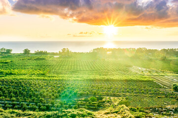 panoramic agricultural landscape with gerden rows of trees in italian fruit plantation in Sicily, Italy. Rustic sunrise or sunset vire of gardening landscape.