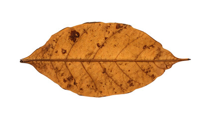 Dried autumn leaf isolated on the transparent background showing details of veins, texture, decay, and natural patterns