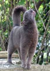 A grey cat is standing on a rock and looking up at something