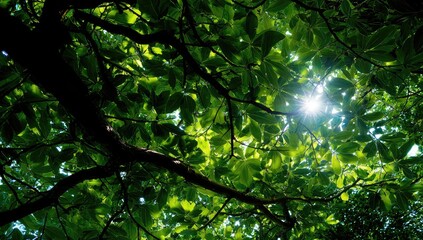 Fototapeta premium Sunlight filtering through lush green leaves