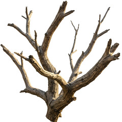 Realistic dry tree branches without leaves, isolated on a white background. Perfect for nature, botanical, and seasonal design projects.