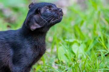 Obraz premium The skinny Thai cat on green field