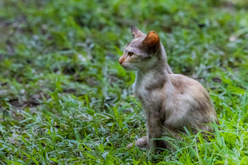 The skinny Thai cat on green field