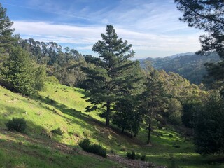 Obraz premium Lush Forest Hillside with Pine Trees under Blue Sky