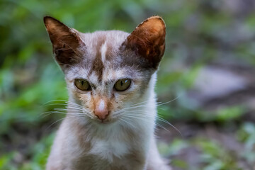 The skinny Thai cat on green field