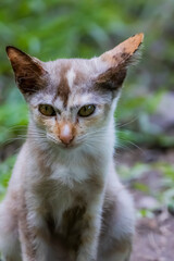 The skinny Thai cat on green field