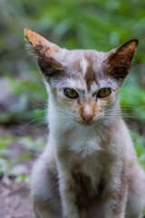 The skinny Thai cat on green field