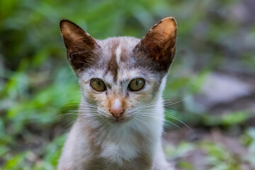 The skinny Thai cat on green field