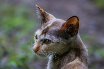 The skinny Thai cat on green field