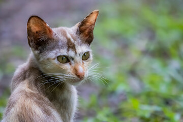 The skinny Thai cat on green field