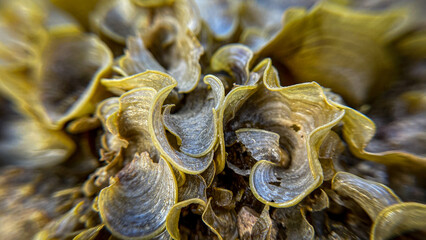Photograph of the brown alga Padina pavonica, known for its concentric stripes and calcified coating. It is found in the tropics and the Mediterranean.