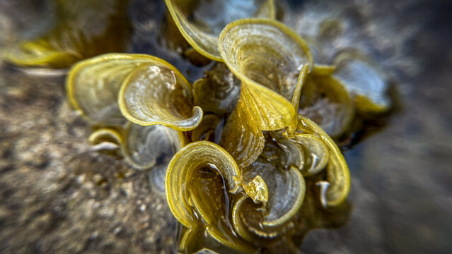 Padina pavonica is an ornamental brown alga with fan-shaped leaves. It is often used in illustrations of marine flora and ocean biodiversity.