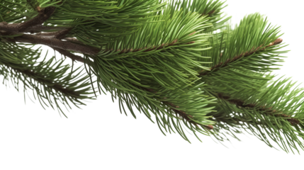 Isolated spruce tree branch with green needles and pine cones, perfect for winter and Christmas holiday decoration on a transparent background. PNG