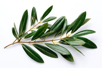 Olive branch with vibrant green leaves against white background