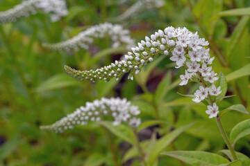 Wellenförmige Blüte