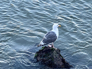 A seagull is perched on a rock in the water