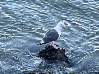 A seagull is perched on a rock in the water