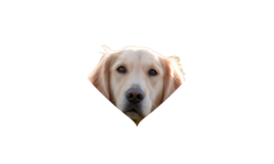 Caring Hands Holding a Furry Friend