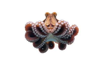 Cephalopod Underwater Marine Wildlife Ocean Creature