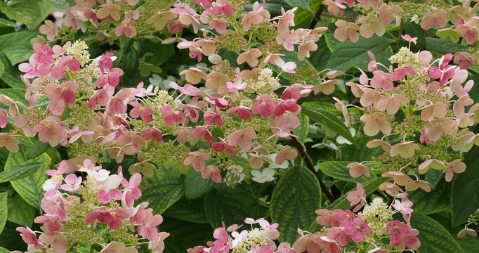 Hydrangea paniculata | Rispenhortensie Straucher. Breitkegelf&ouml;rmigen Bl&uuml;tenst&auml;nden. Sterilen Bl&uuml;ten zun&auml;chst cremewei&szlig;, dann hellrosa bis tiefrosarot. Die fertilen Bl&uuml;ten cremefarben, dann fast rot