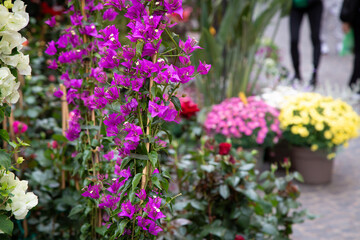 A vibrant bunch of purple flowers is flourishing beautifully in a garden