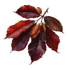 Autumn beech leaves branch isolated on transparent background