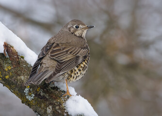 Mistle thrush (Turdus viscivorus) perched on snow covered branch in cold last winter day 