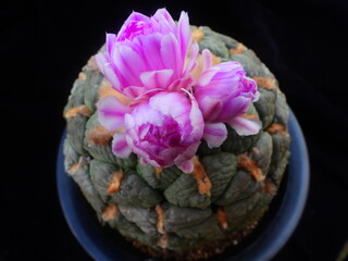 Ariocarpus fissuratus var hintonii Cheonsan, Korean cactus in bloom with vivid pink flowers