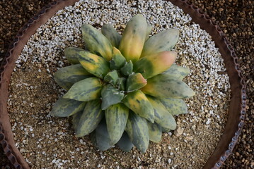 Ariocarpus fissuratus variegata (Korean name: Okmokdangum), a rare variegated cactus cultivated in Korea