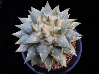 Ariocarpus fissuratus variegata (Korean name: Okmokdangum), a rare variegated cactus cultivated in Korea