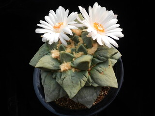 Ariocarpus fissuratus Okmokdan (Korean name: Okmokdan), cactus with white flowers blooming in Korea