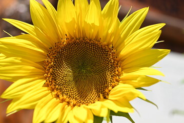 Obraz premium sunflower close up