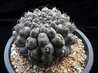 Gymnocalycium ochoterenae, known as Odiere in Korea, displaying strong black spines and clustered form. Photographed in Korea.