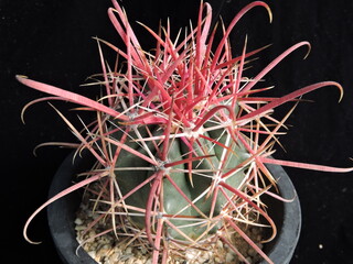 Ferocactus latispinus var ferocactus (Korean name: Yesuok) with dramatic red spines in Korea