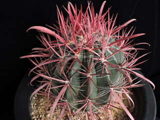 Ferocactus latispinus var ferocactus (Korean name: Yesuok) with dramatic red spines in Korea
