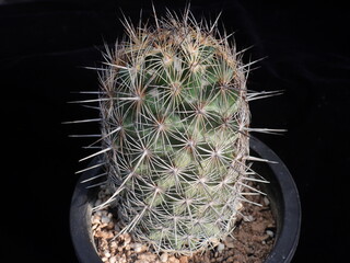 Mammillaria elongata (Korean name: Yeolsahwan) cactus with radial spines in pot, photographed in Korea