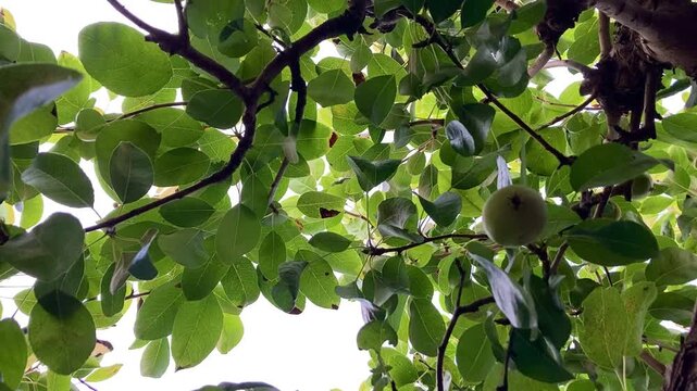 Fondo de ramas de &aacute;rbol movi&eacute;ndose y el cielo al fondo
