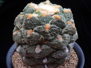 Ariocarpus fissuratus var hintonii Cheonsan, Korean cactus with fuzzy crown buds