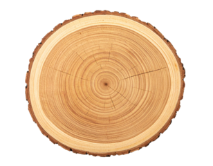 Tree Cross Section Isolated on White Background