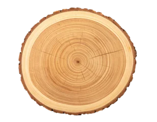 Fotobehang Brandhout Tree Cross Section Isolated on White Background  © Ruslanovic