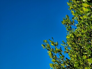 Background view of clear blue sky with mangrove trees copy space in summer season.