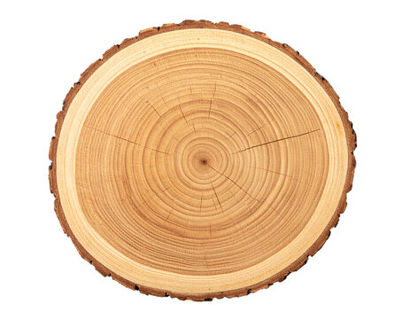 Tree Cross Section Isolated on White Background