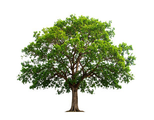 Tree of Life Isolated on White Background
